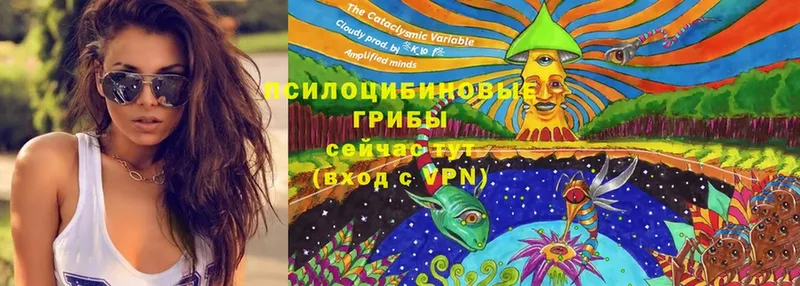 гидра вход  Губкин  Псилоцибиновые грибы Cubensis 